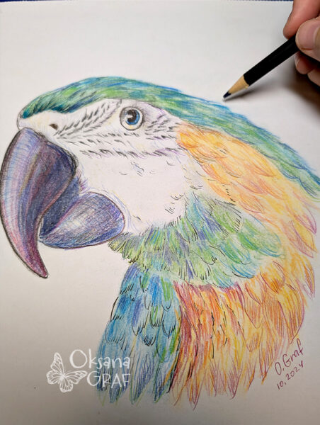 Buntstiftzeichnungen schöne Vogel Papagei Zeichnung mit Buntstiften