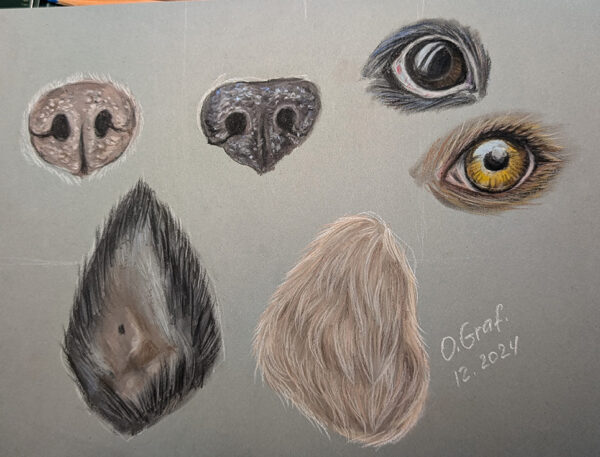 Hundeporträts in sanften Pastelltönen - 6 Tipps zum Malen von Fell, Augen, Nase und Ohren von Hunden