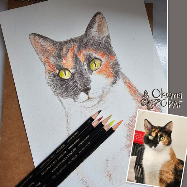 Tierporträt bestellen, dreifarbige Katze, weißer Hintergrund