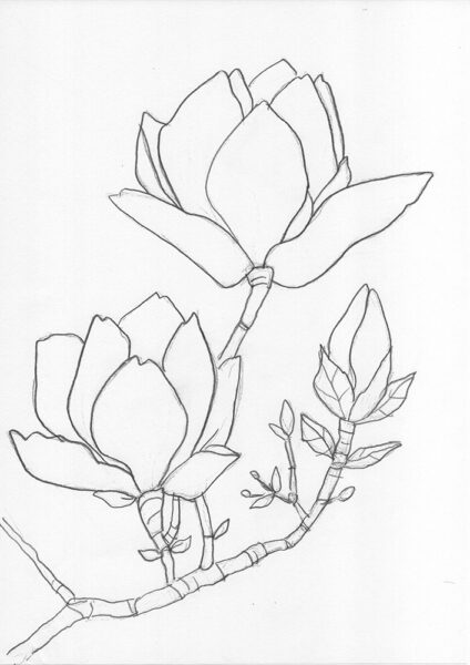 beautiful free magnolia outline template malvorlage kostenlos