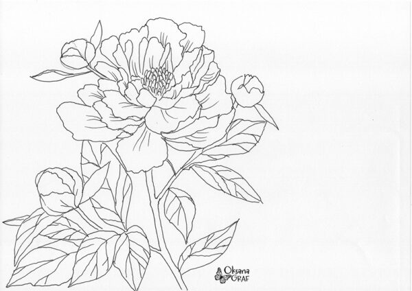 Pfingstrose Skizze/ Malvorlage GRATIS kostenlos mit Anleitung und tutorial Peony drawing