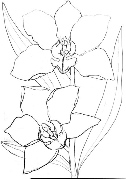 malvorlage für Orchidee mit HIMI Gouache zu malen tutorial