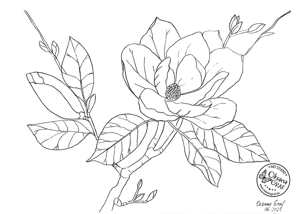 magnolie zeichnen vorlage kostenlos mit tutorial lernen