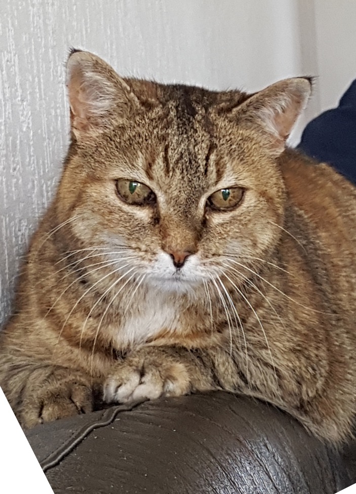 Alte Katze zu hause Foto