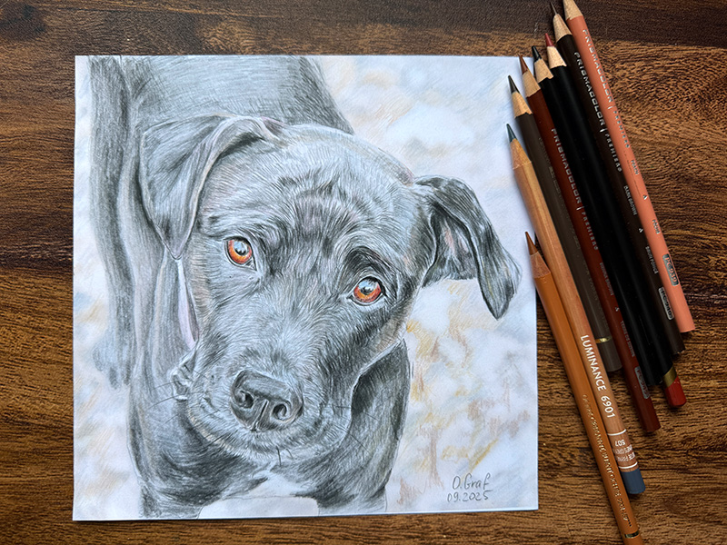Handgezeichnetes hundportrait vom Foto mit Buntstiften