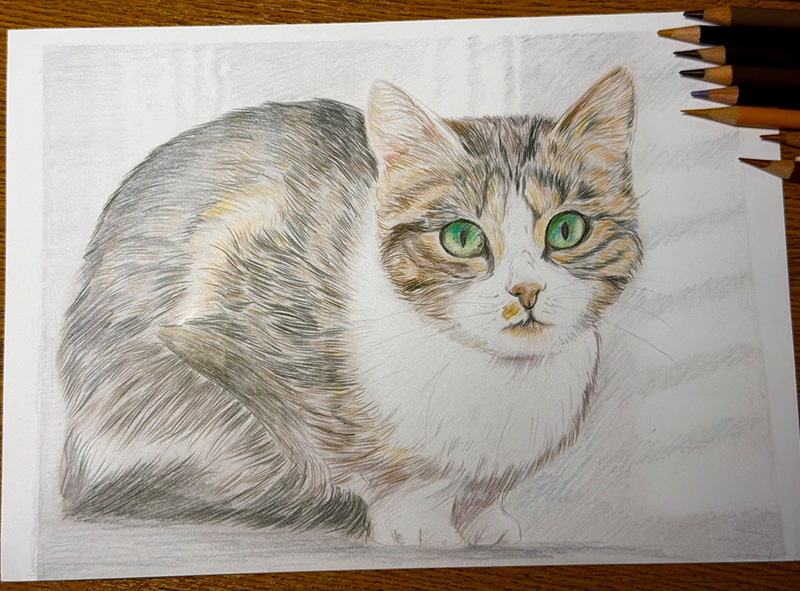 Handgezeichnetes Katzenportrait vom Foto mit Buntstiften