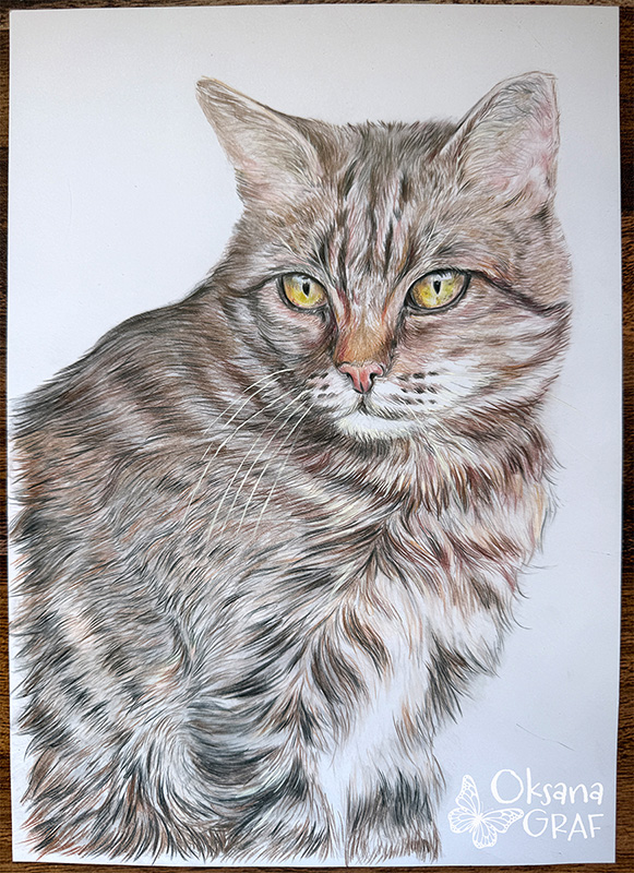 Handgezeichnetes Haustierportrait vom Foto Katze